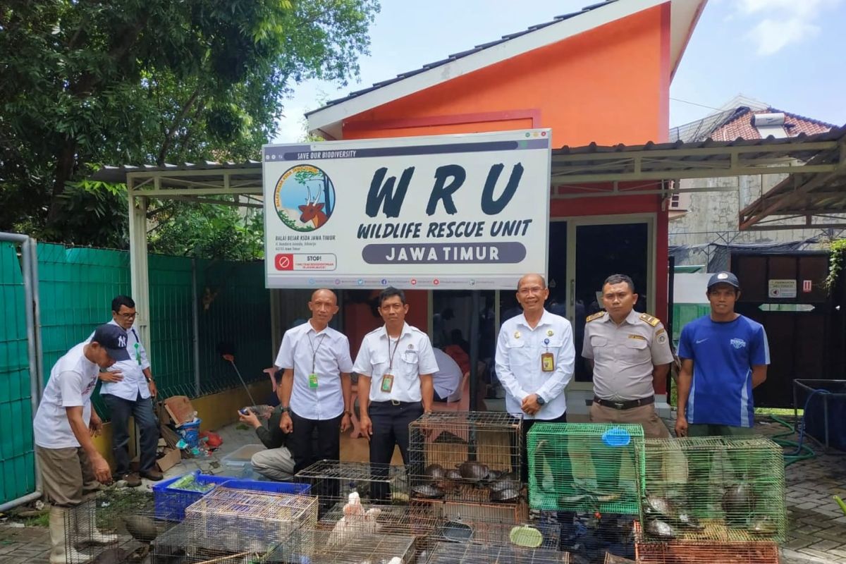 Karantina Jawa Timur gagalkan penyelundupan ratusan reptil dalam koper