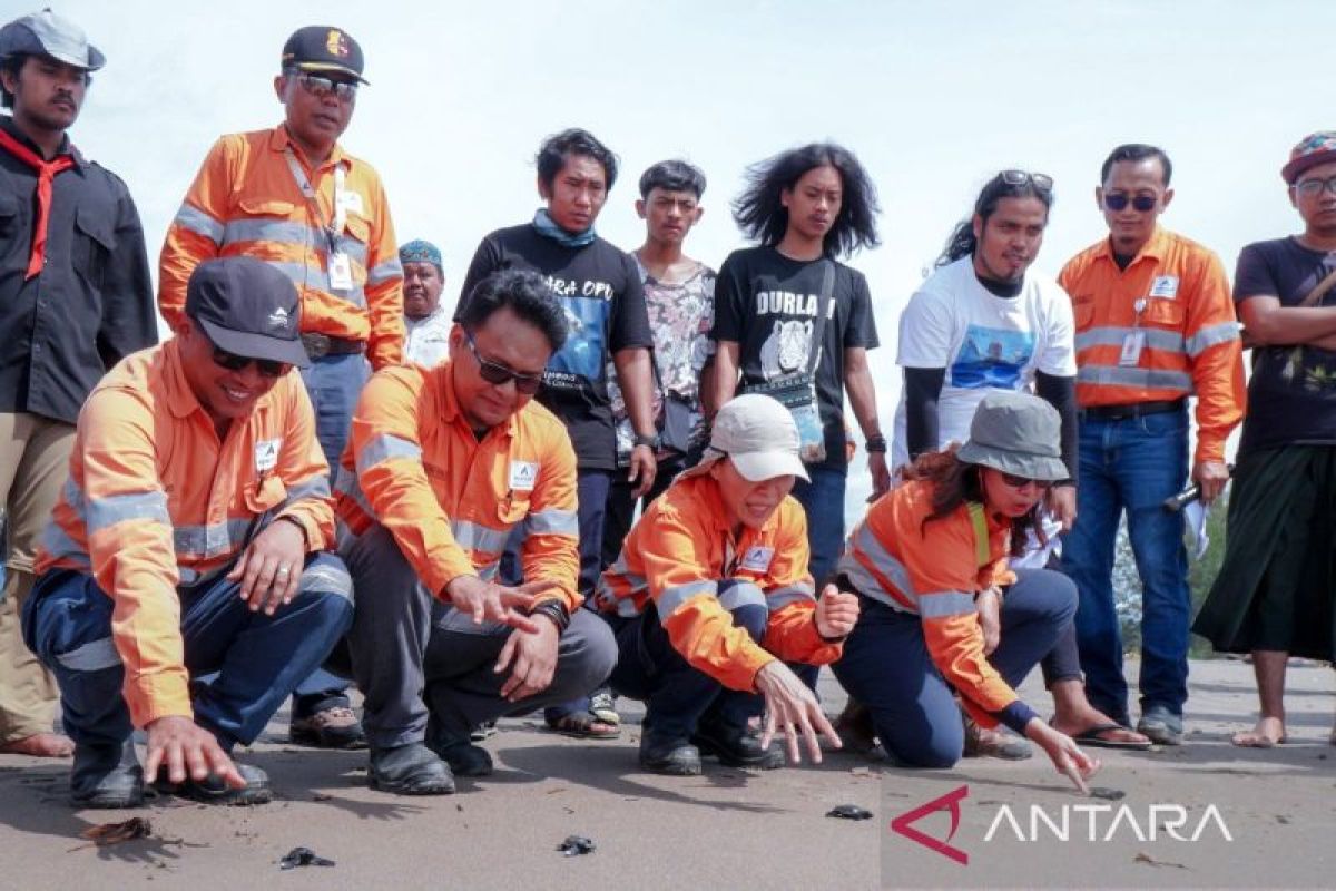 Agincourt  Resources siap lepas 1.000 Tukik di Pantai Barat Muara Opu Tapsel