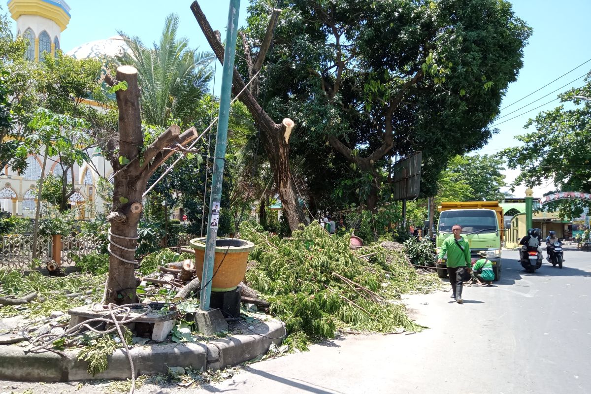 Waspadai pohon tumbang, DLH Mataram gencarkan perantingan pohon