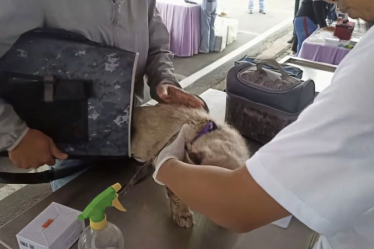 Dinkes Bandarlampung tangani 716 kasus gigitan hewan penular rabies