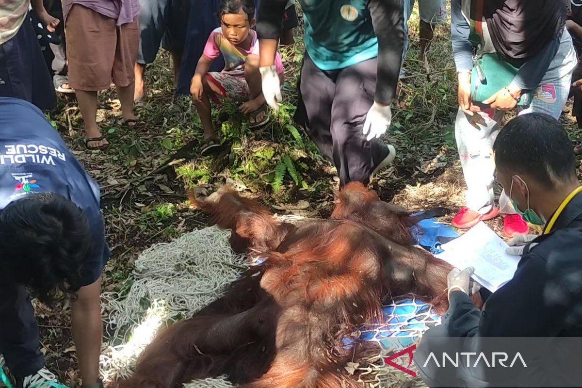 BKSDA Kalteng evakuasi "Abuy" si orang utan resahkan warga Seragam Jaya