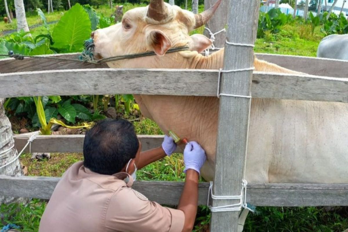 Balai Karantina Malut pastikan 60 sapi tujuan Samarinda bebas penyakit
