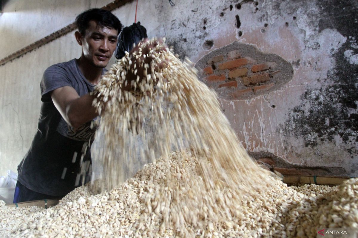 Bulog sebut pendangkalan Terusan Suez sebabkan impor kedelai telat