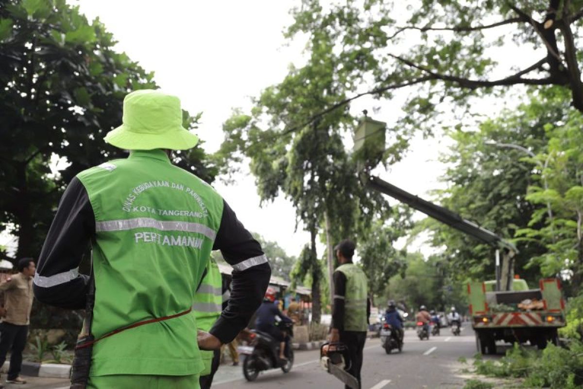 Antisipasi tumbang, petugas di Tangerang cek setiap hari puluhan pohon