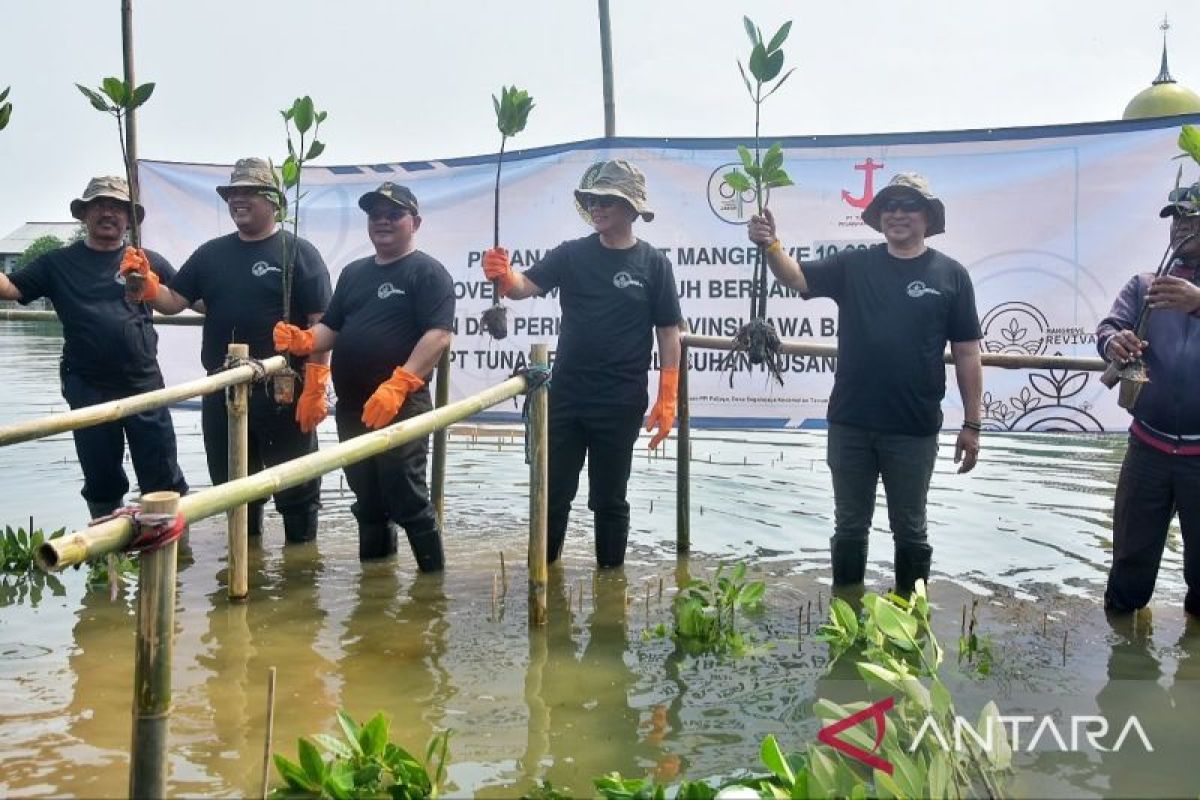 Pemprov tanam bakau di lahan pengganti proyek pelabuhan ikan Bekasi