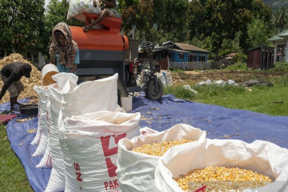 Pemprov Sulteng catat produksi jagung surplus 258.115 ton 2023
