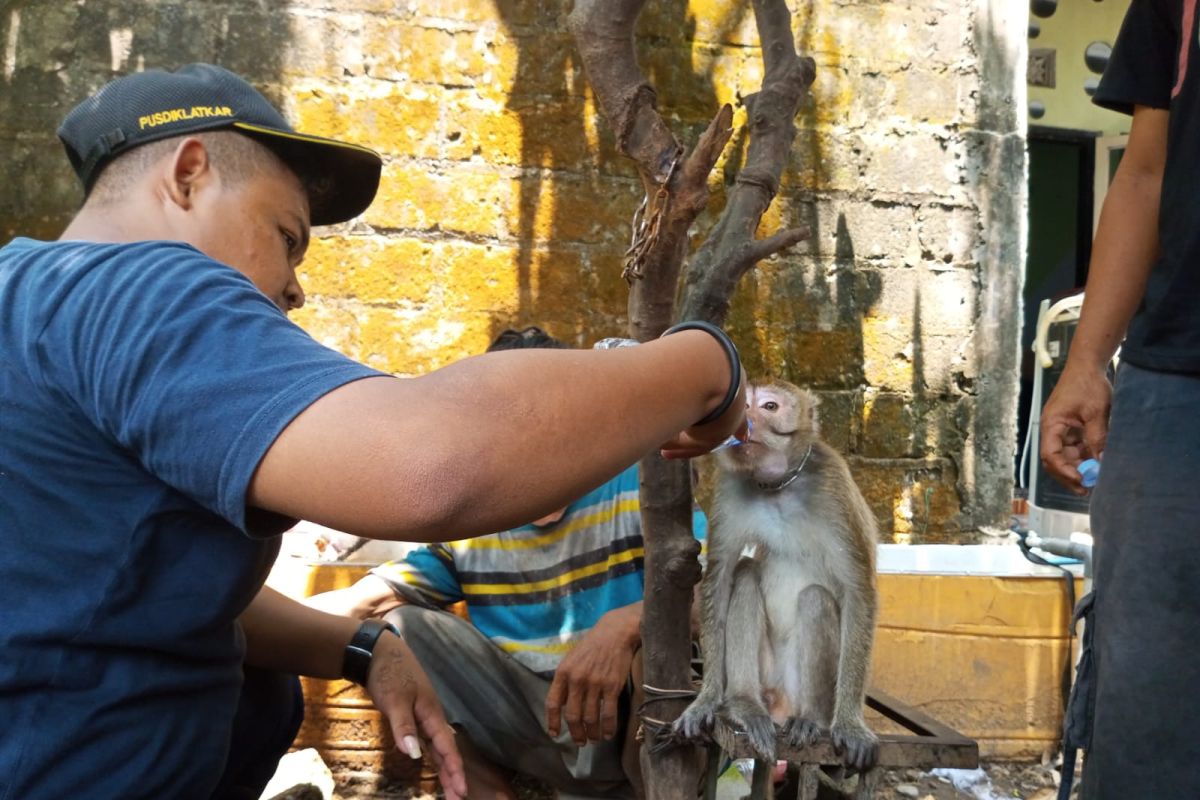 Disnak Tulungagung pantau kesehatan monyet gigit balita