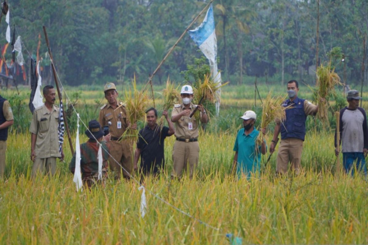 Lima kecamatan di Kulon Progo panen padi seluas 3.876 hektare