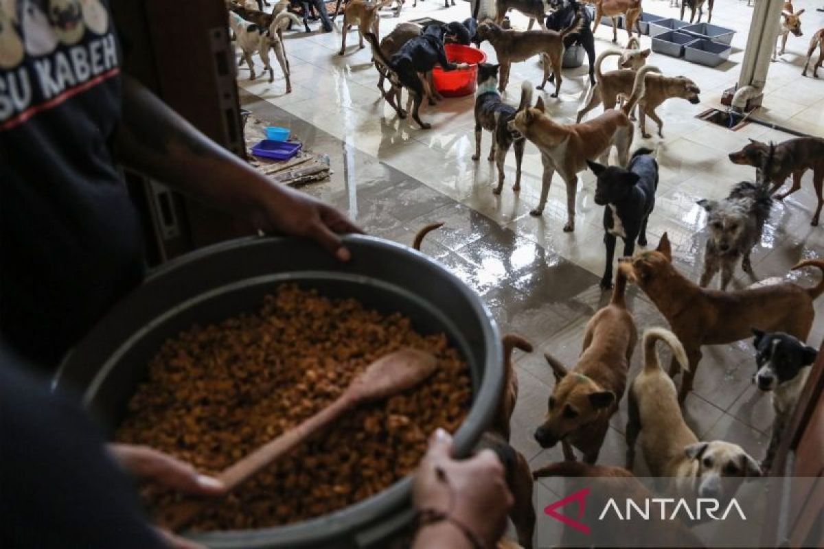 Ratusan anjing selundupan di Semarang dievakuasi ke Bogor