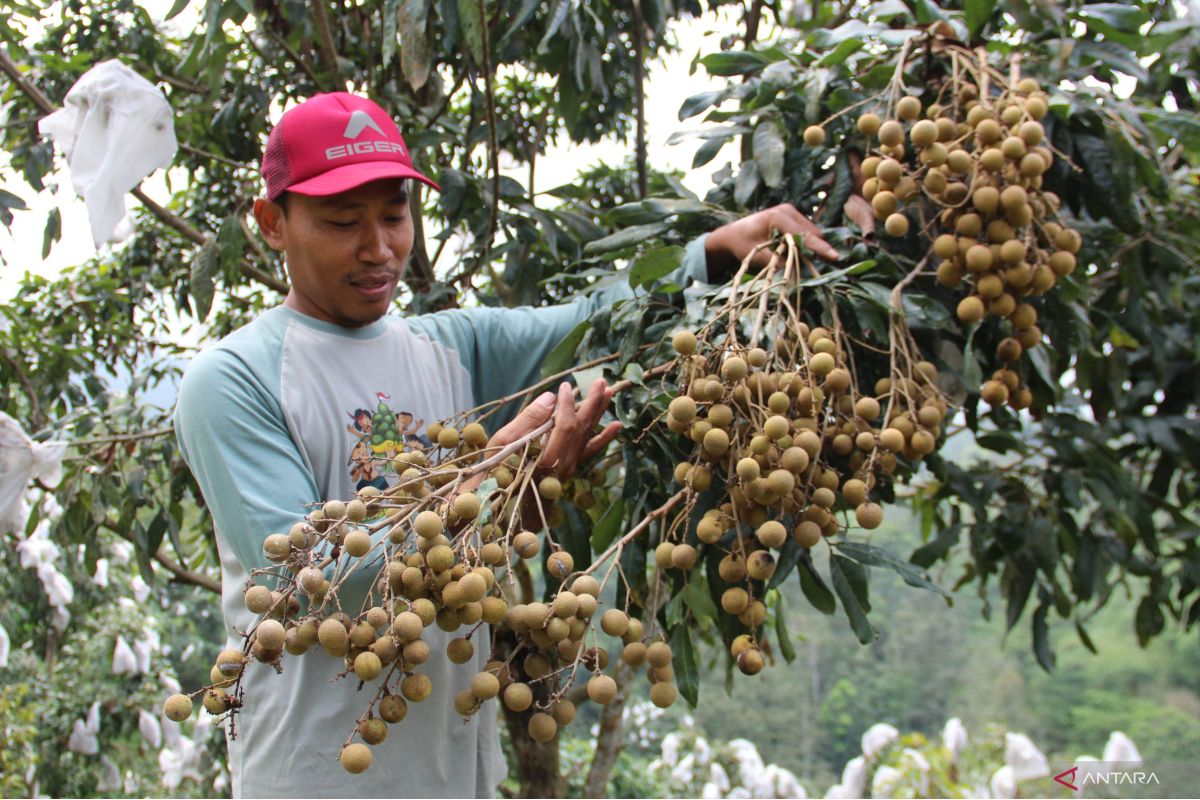 Manfaat buah kelengkeng untuk kesehatan ibu hamil