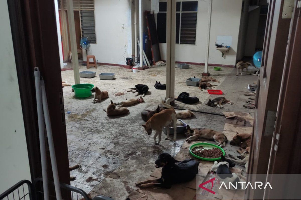 Pemkot Surakarta edukasi terkait konsumsi daging  anjing
