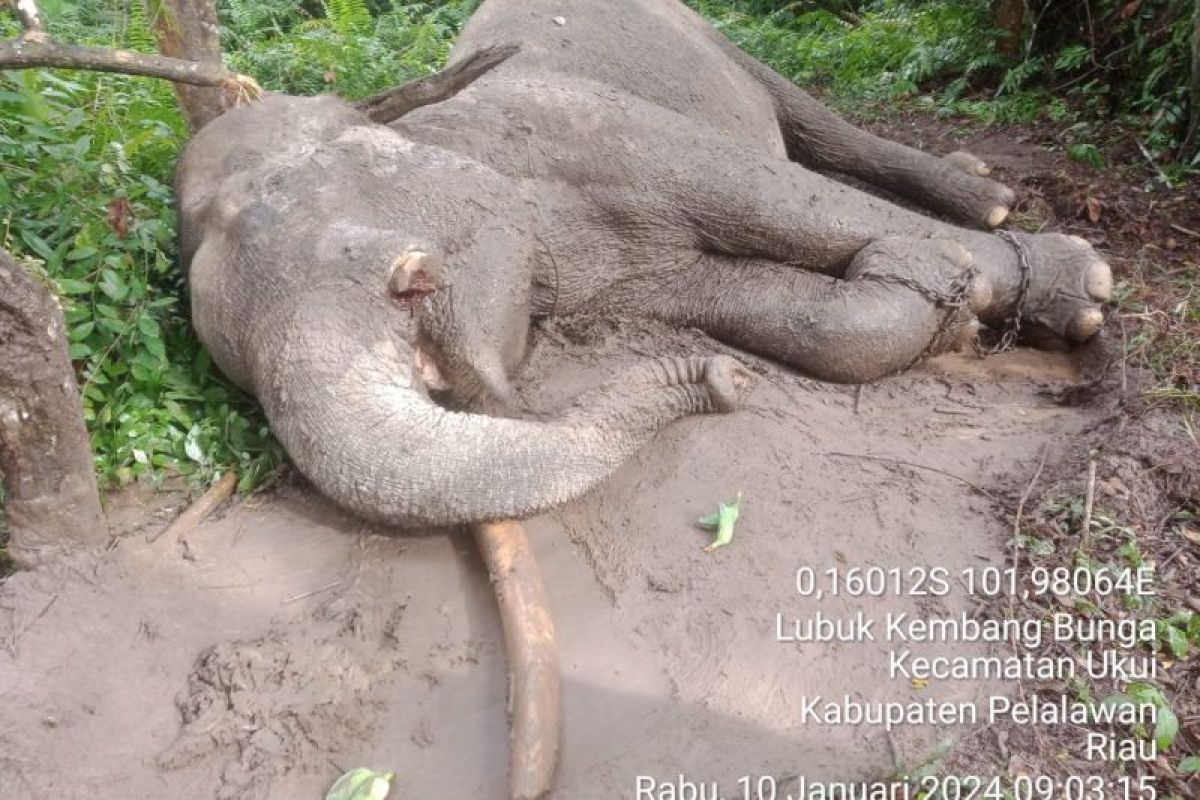 Gajah di TNTN mati dengan gading hilang
