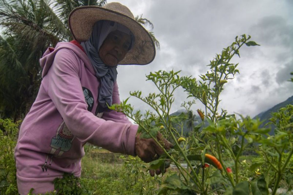 Pemprov: Produksi cabai rawit Sulawesi Tengah capai 20.450 ton 2023
