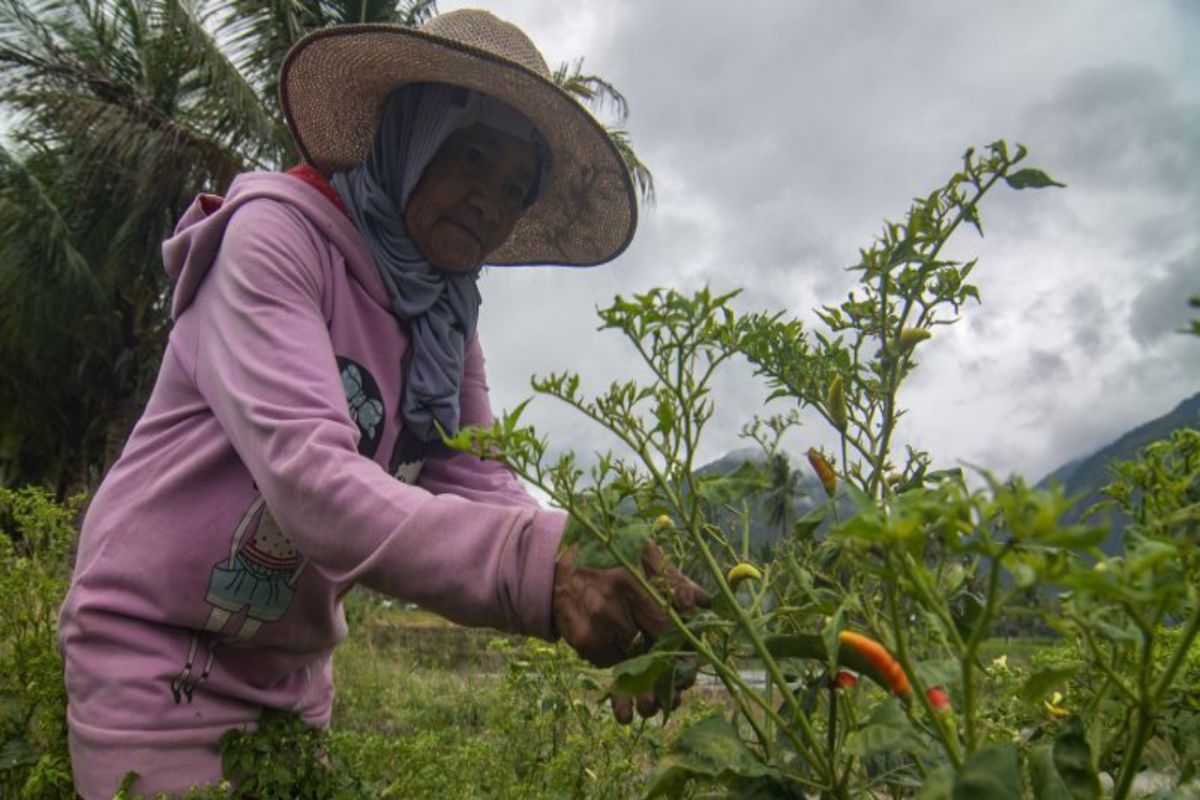 Produksi cabai rawit Sulawesi Tengah capai 20.450 ton 2023