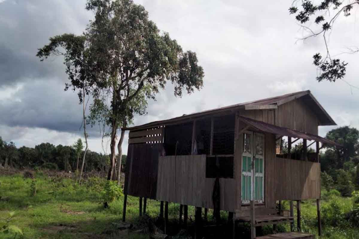 BKSDA Kalteng kembali terima laporan kemunculan orang utan di Seranau