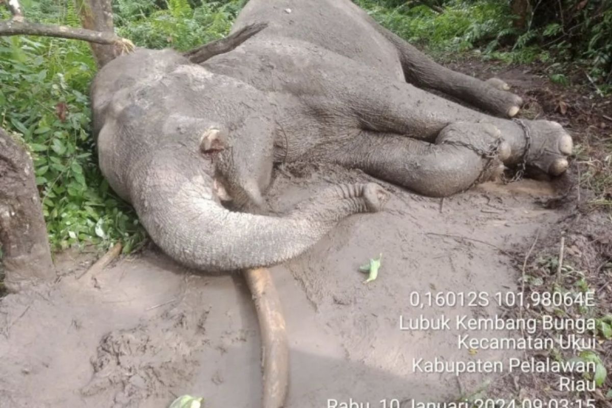 Diduga diracuni untuk diambil gadingnya, seekor gajah ditemukan mati