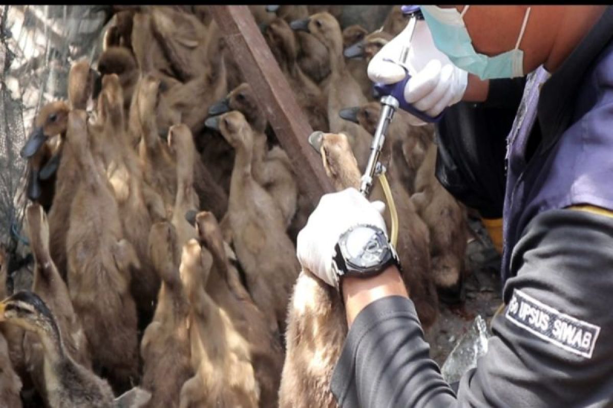 Tabalong Disbunnak vaccinates tens thousands chickens, ducks