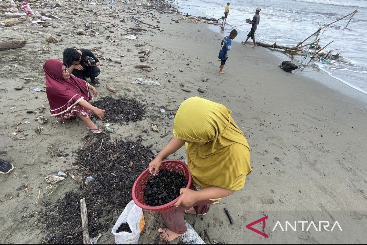 Tumpahan batu bara berulang kali cemari di pantai Aceh Barat, kemana pemerintah?