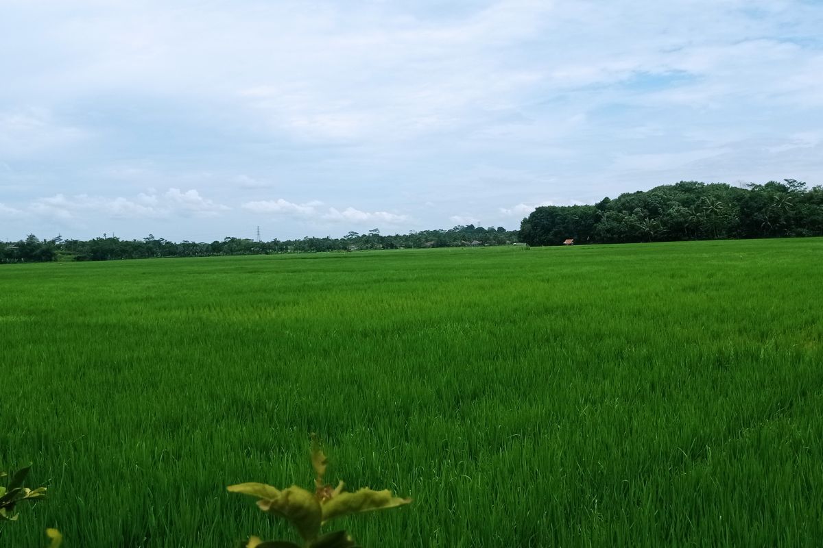 Petani Lebak dapat bantuan benih padi untuk tingkatkan produksi pangan