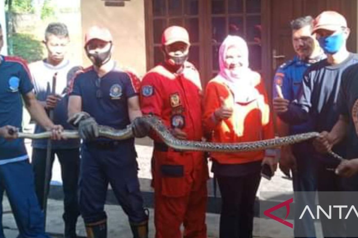 BPBD Belitung evakuasi 97 ular dari rumah warga selama 2023