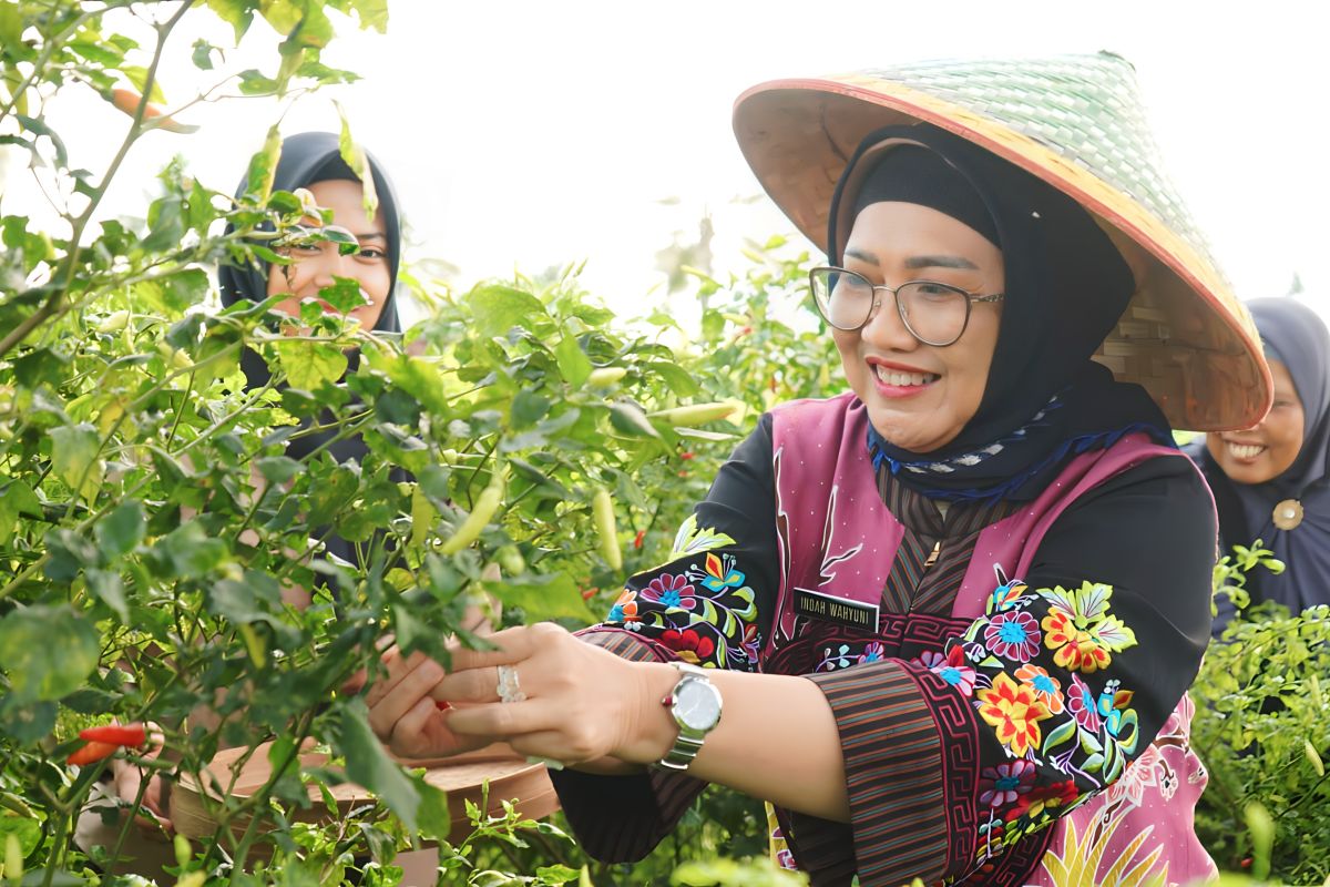 Desa Bades, sentra pemasok utama cabai di Lumajang