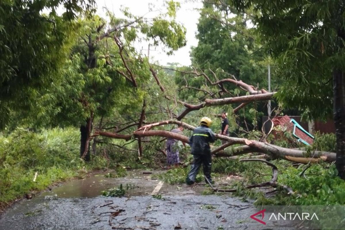 BPBD Kudus:  Angin kencang akibatkan 30 rumah rusak dan pohon tumbang
