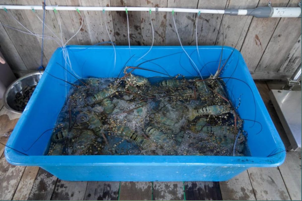 MOU dengan Vietnam, Perbesar Peluang Indonesia Jadi Bagian Rantai Pasok Lobster Global