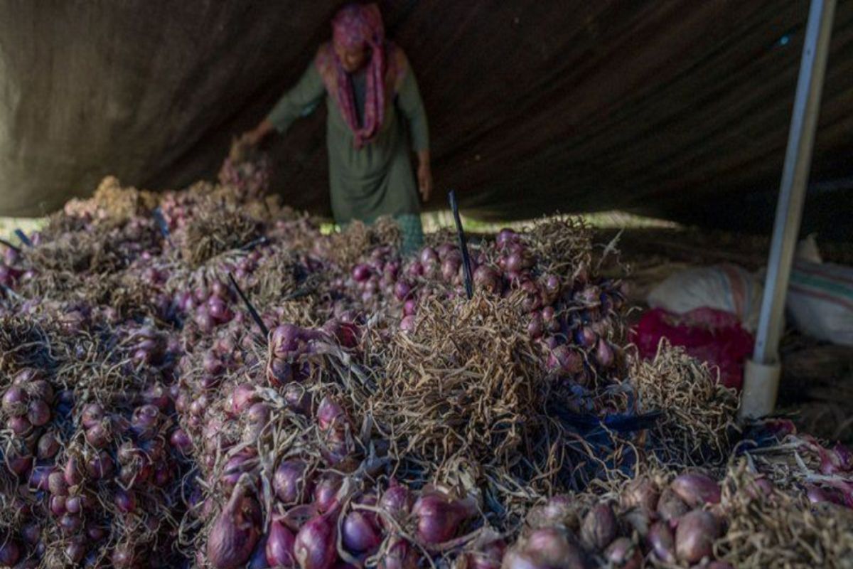 Pemprov Sulteng mencatat produksi bawang merah petani 2.792 ton