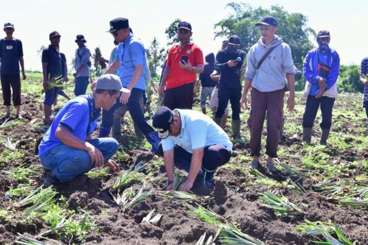 Pemprov menjadikan Desa Palippu percontohan pengembangan nanas di Sulsel