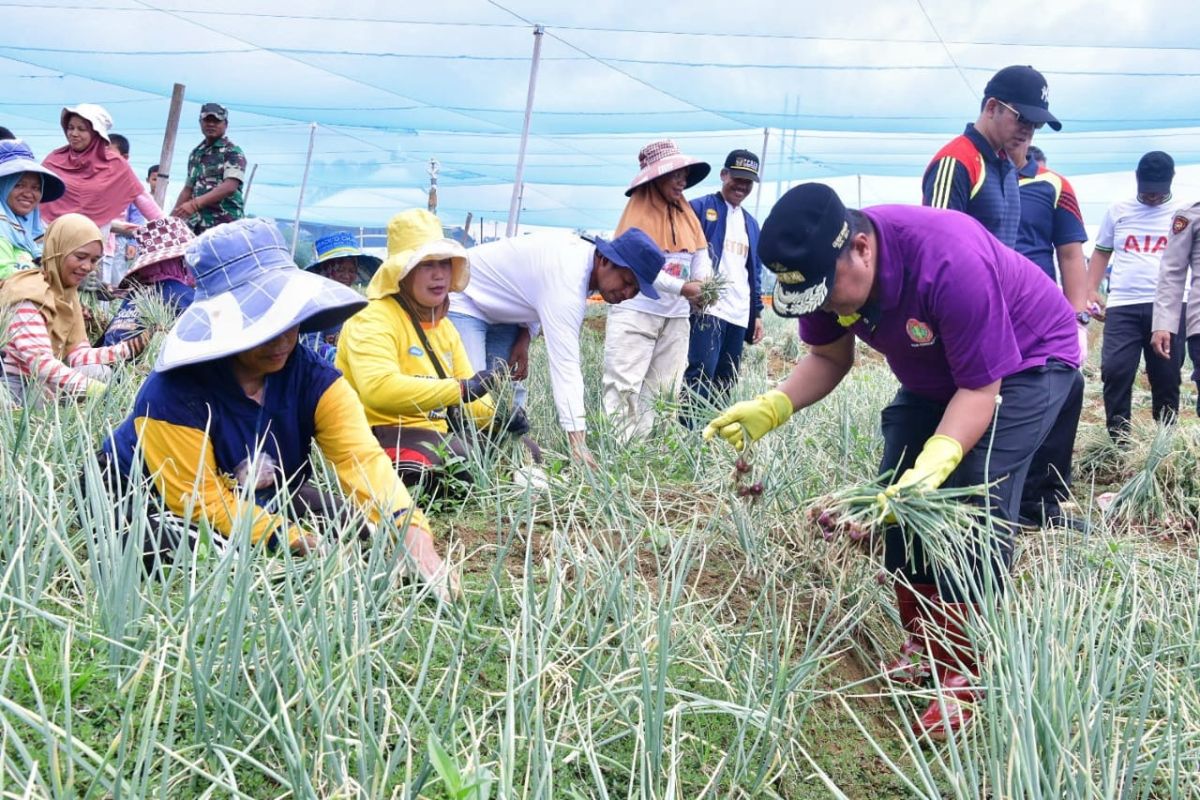 Petani bawang di Enrekang antusias sambut kedatangan Pj Gubernur Sulsel