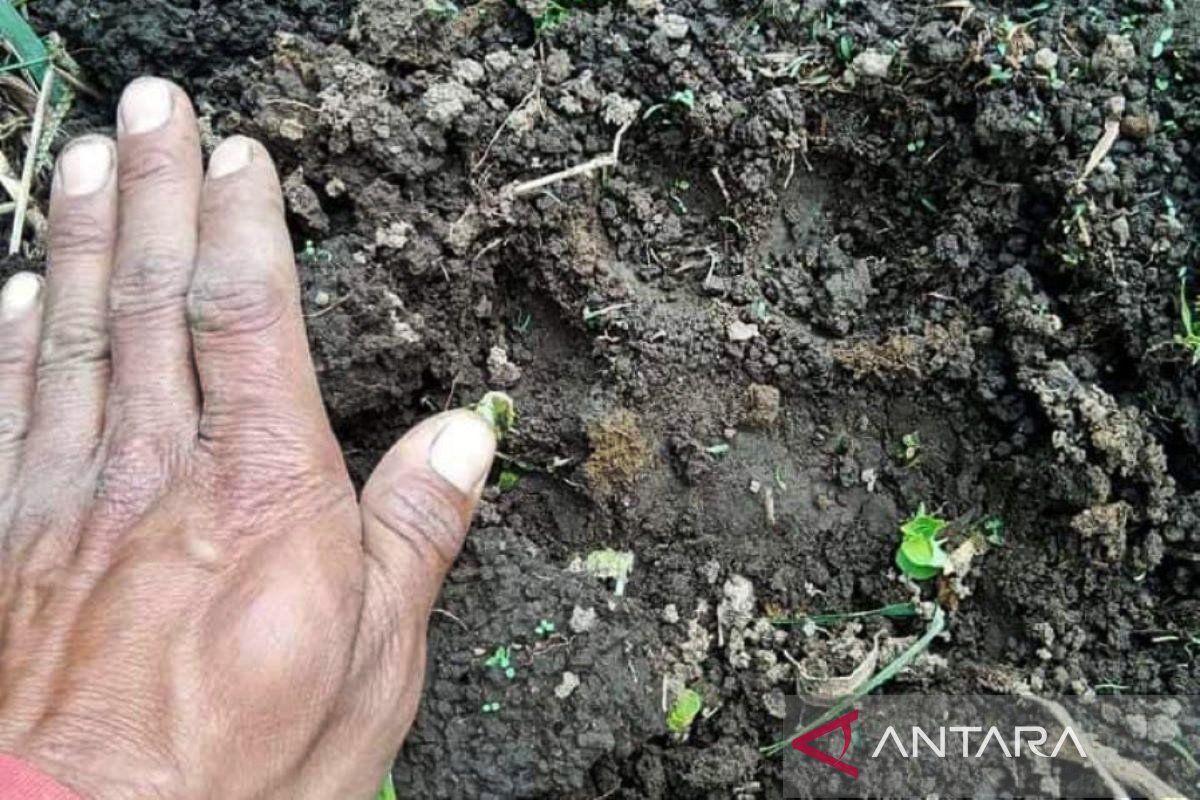 BKSDA Bengkulu minta warga Rejang Lebong waspada kemunculan harimau