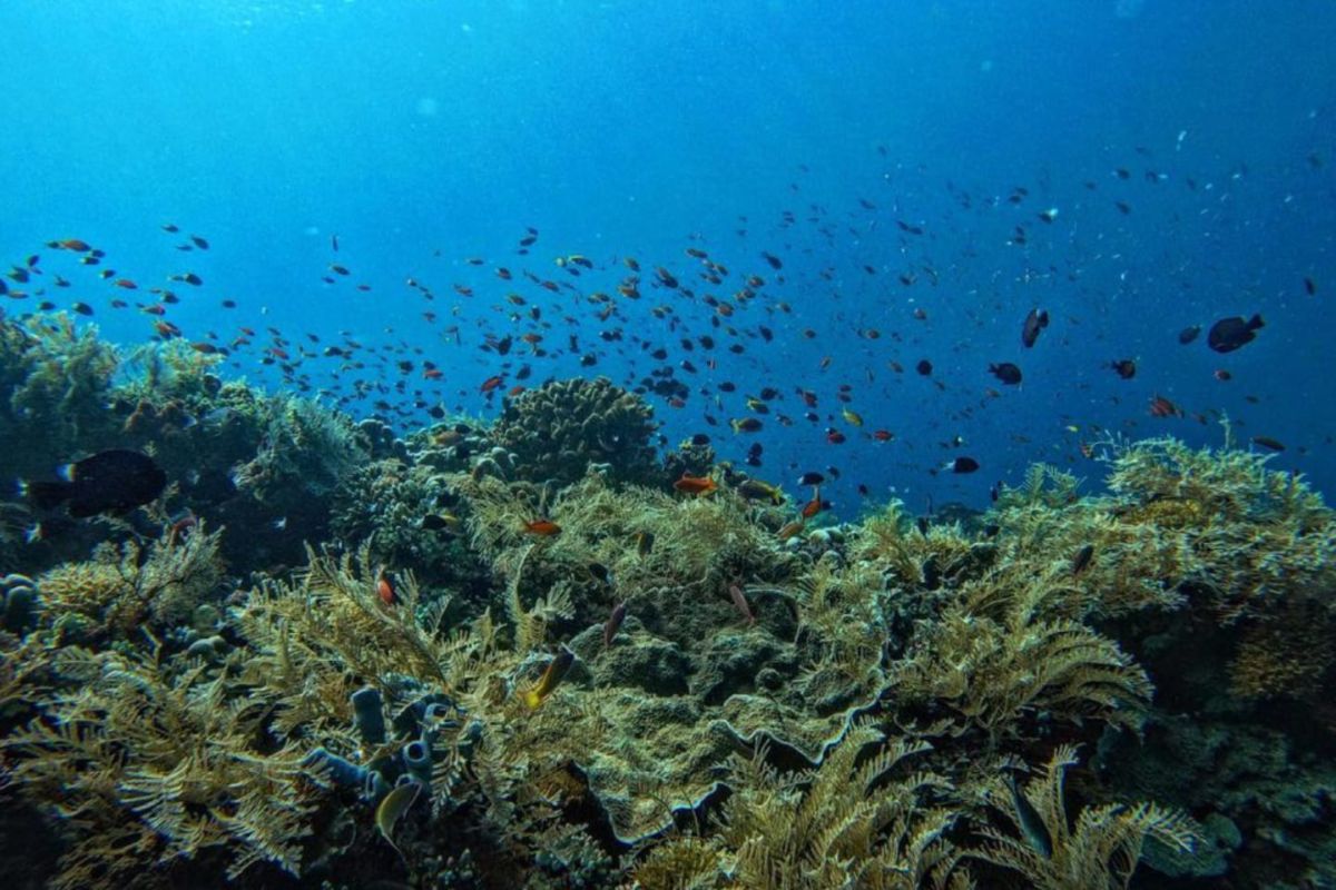 Pesona Maratua, surga biota laut di kawasan terluar Indonesia