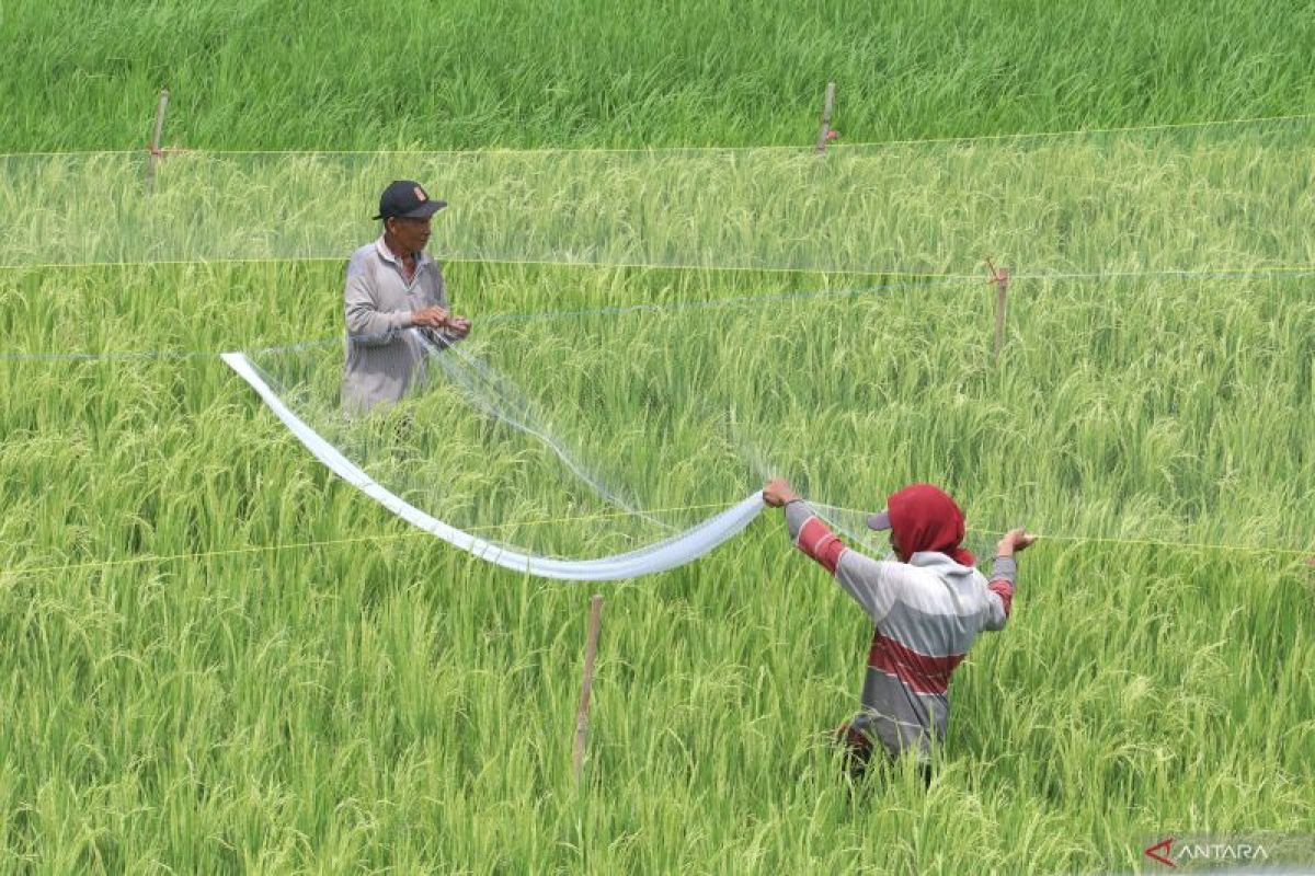 BPS mencatat produksi beras nasional turun 440 ribu ton