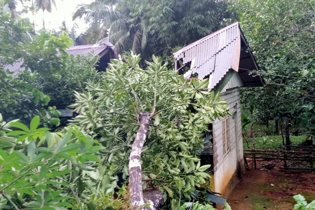 Sebuah rumah di Natuna rusak berat akibat tertimpa pohon