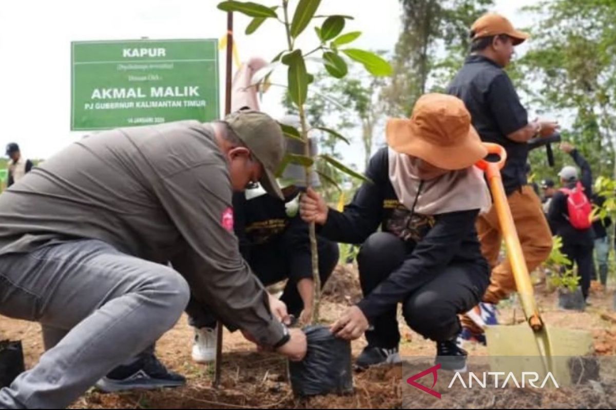 Gerakan penanaman pohon serempak 2024 Kaltim terpusat di IKN