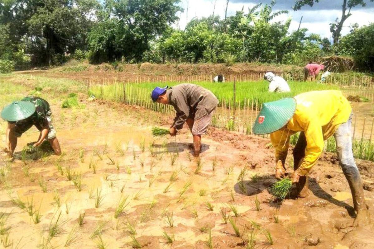 TNI kembali gandeng petani tanam padi di Gowa