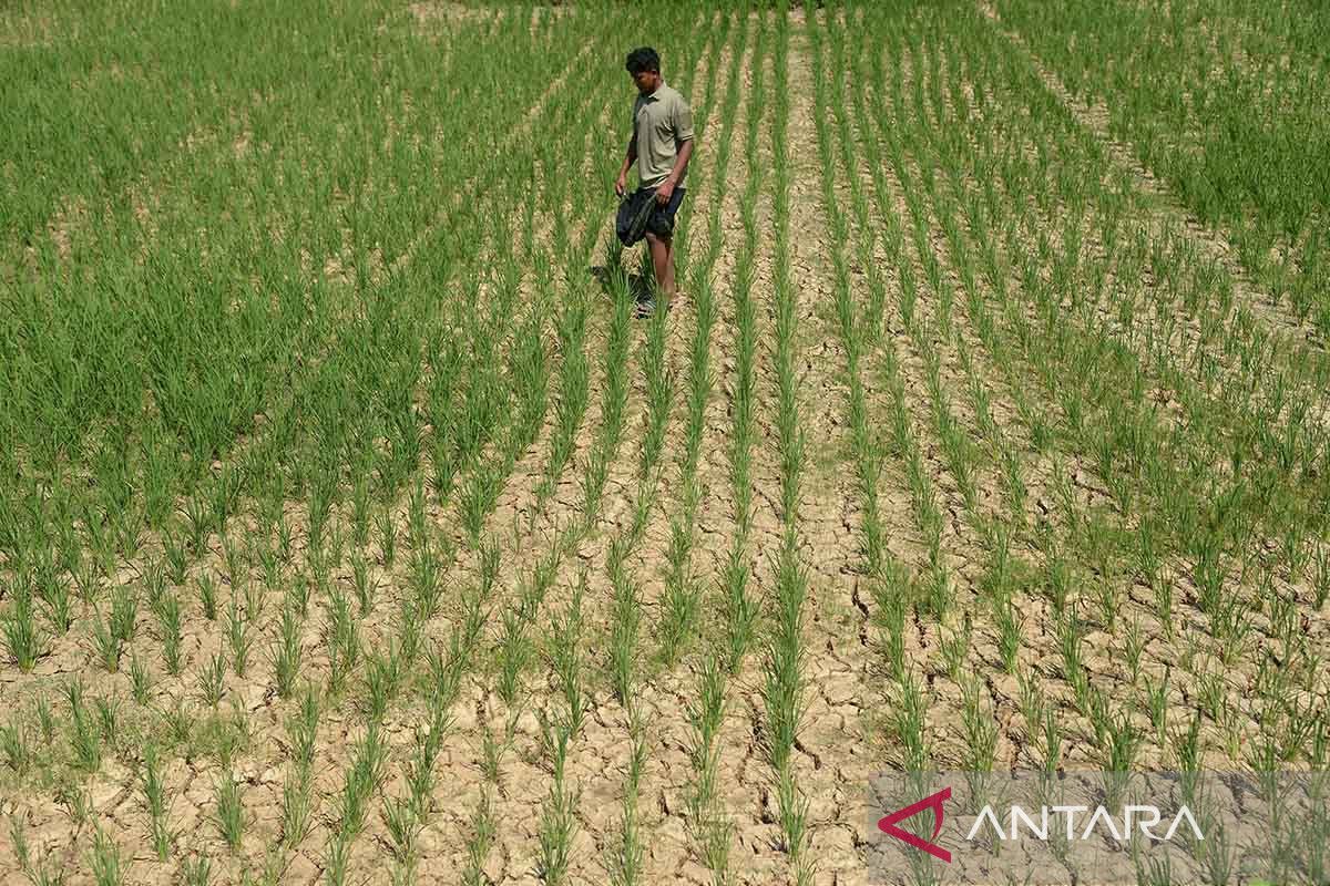 FOTO - Tanaman padi kekeringan terencam gagal panen