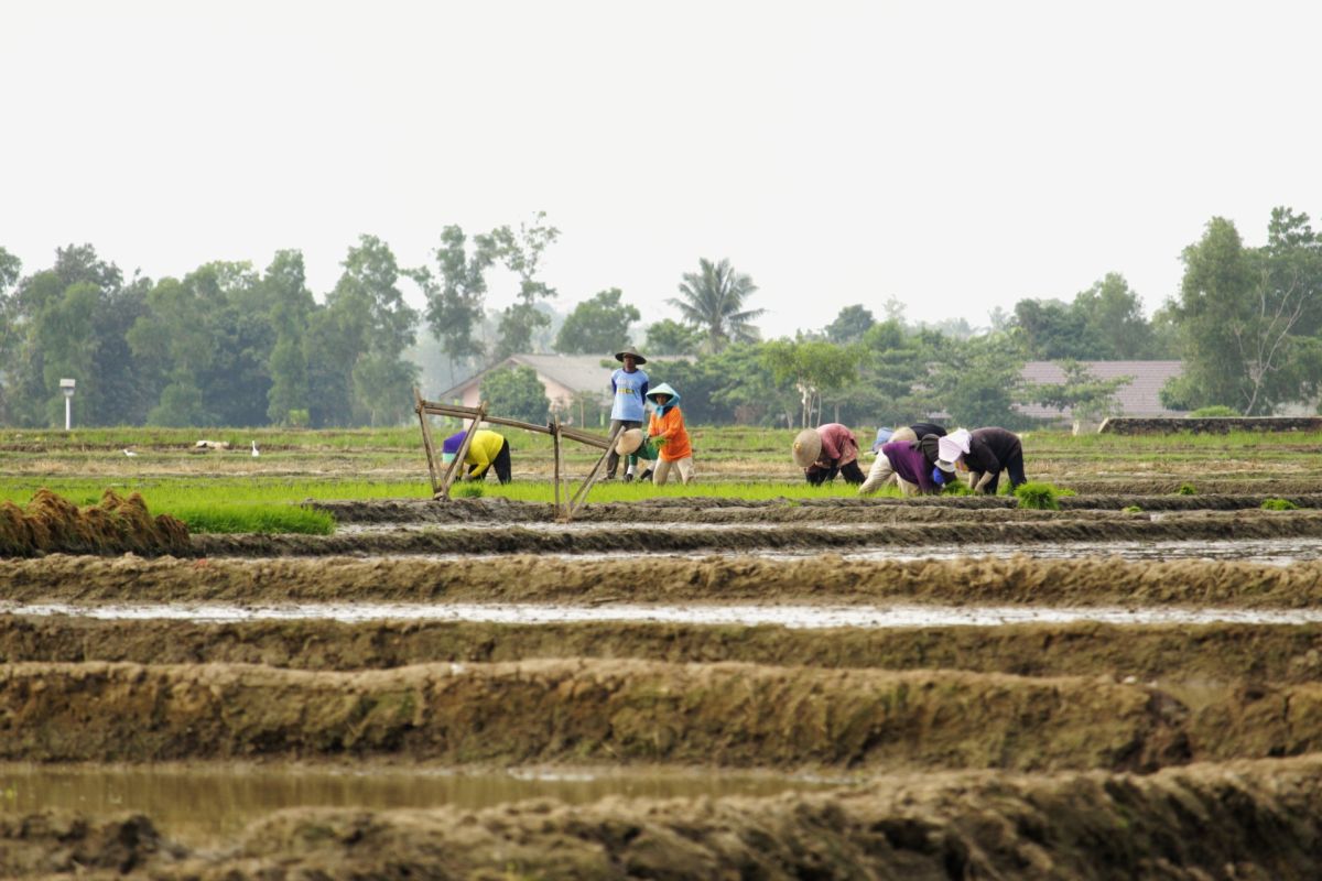 Lampung siapkan 78 ribu hektare lahan rawa perluas tanam padi