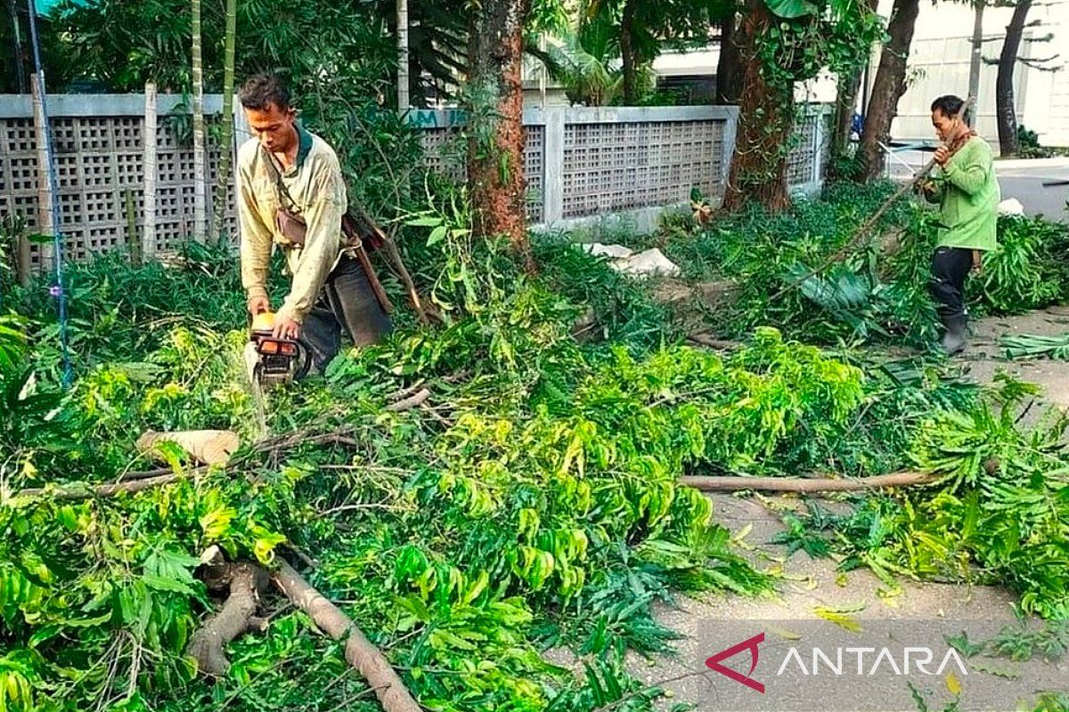 Antisipasi tumbang, Jaksel pangkas 22.584 pohon demi keselamatan warga