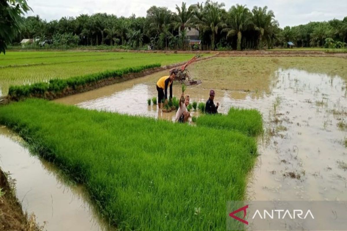 Desa Bumi Asih optimis jadi lumbung pangan di Kotabaru