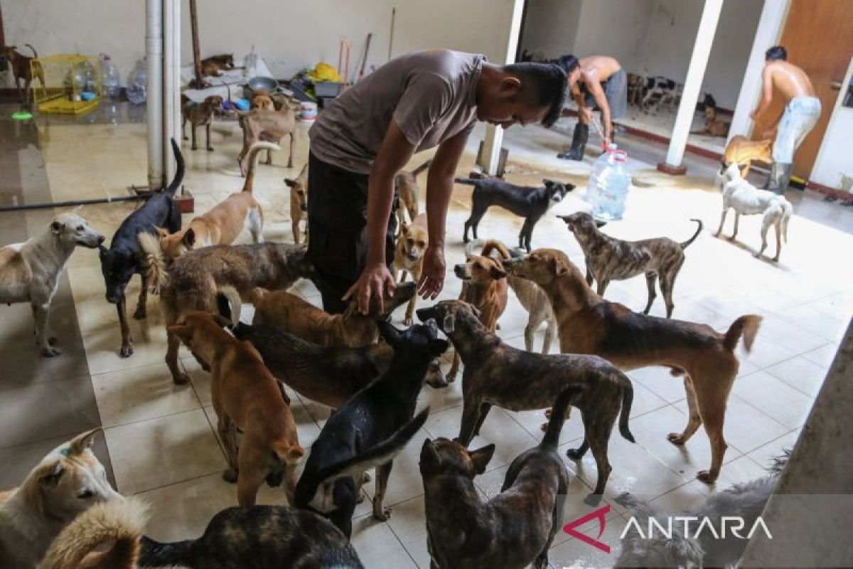 Apa saja yang harus dipersiapkan sebelum mengadopsi anjing?