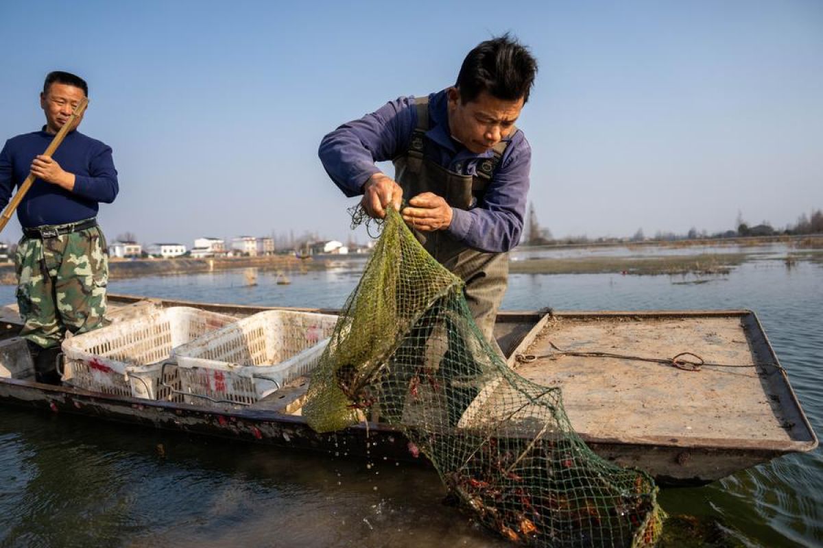 Melihat panen lobster air tawar di luar musim di Hunan, China tengah
