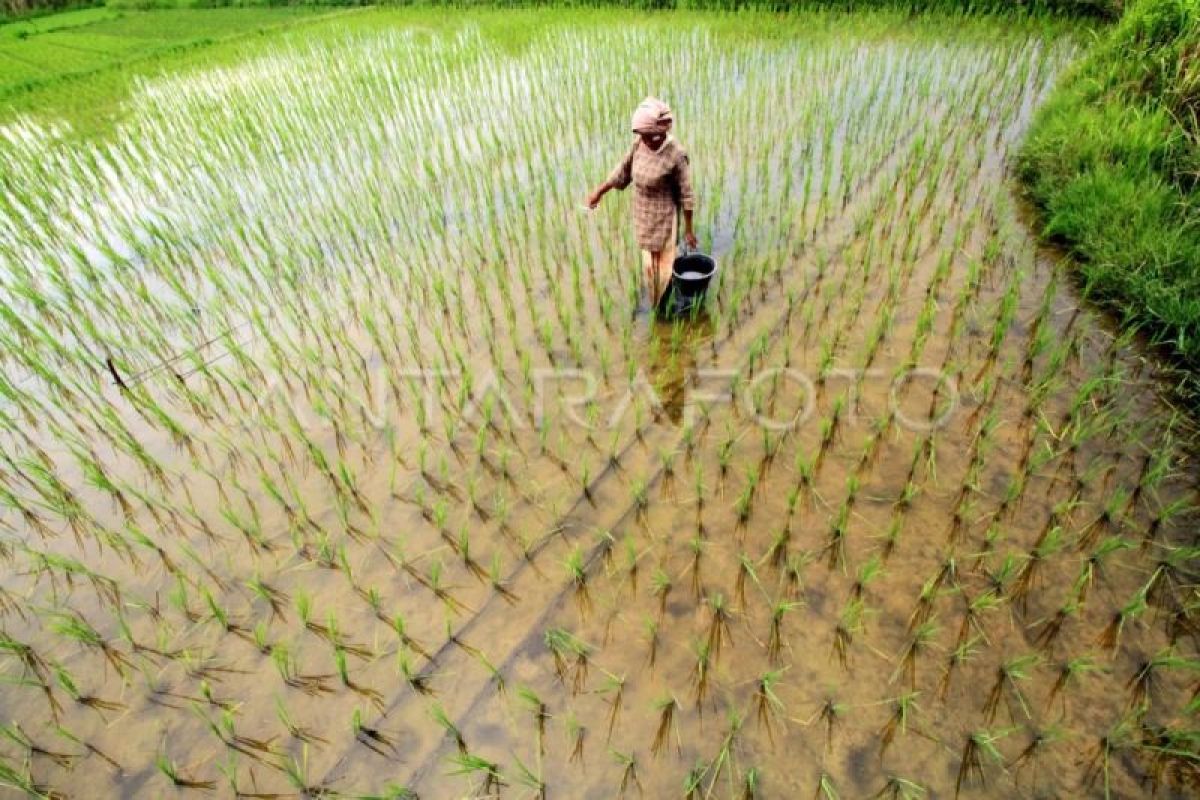 BSIP Aceh produksi tujuh ton benih padi varietas mekongga