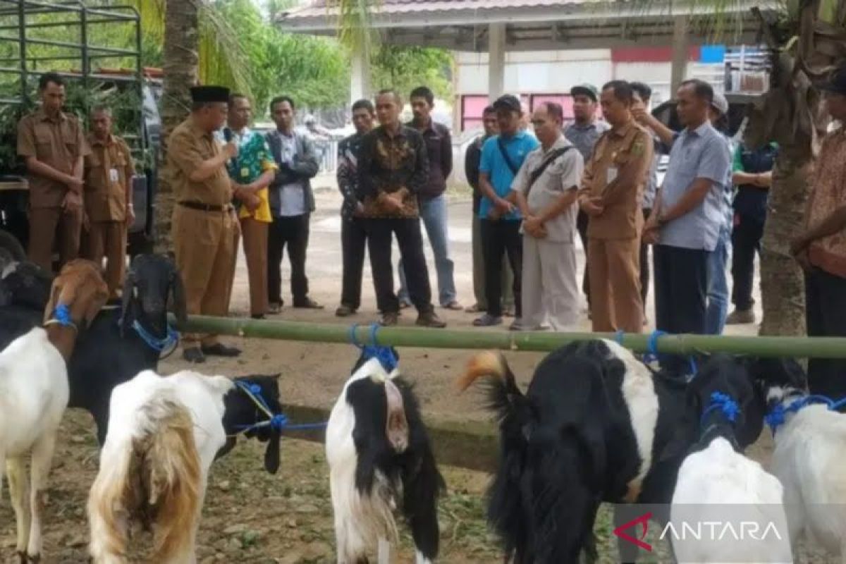 Kelompok Ternak Desa Kambitin produksi pupuk organik