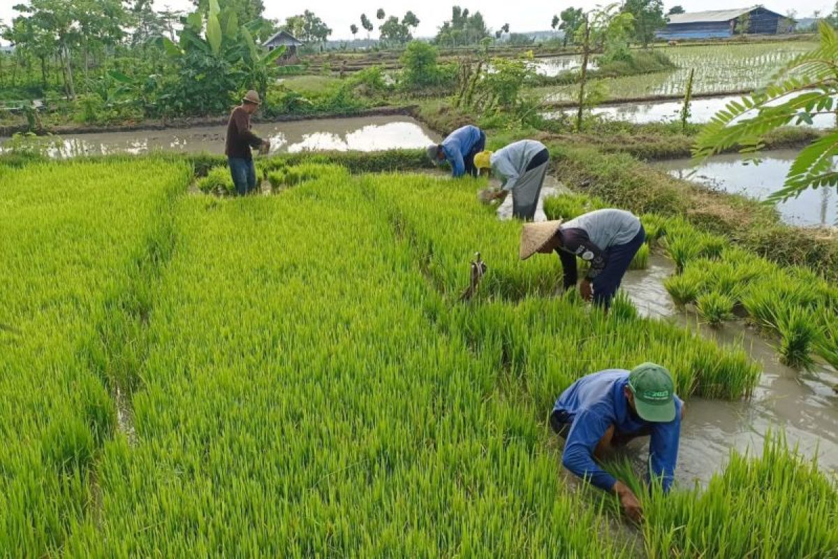 Alokasi pupuk bersubsidi 2024 di Lombok Tengah sebanyak 23.489 ton