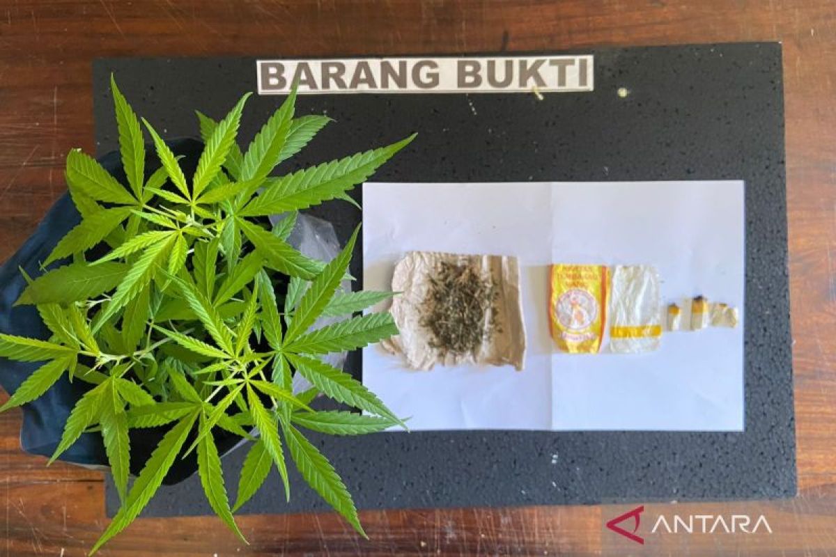 Mukomuko antisipasi kantor pemerintah jadi tempat budi daya ganja