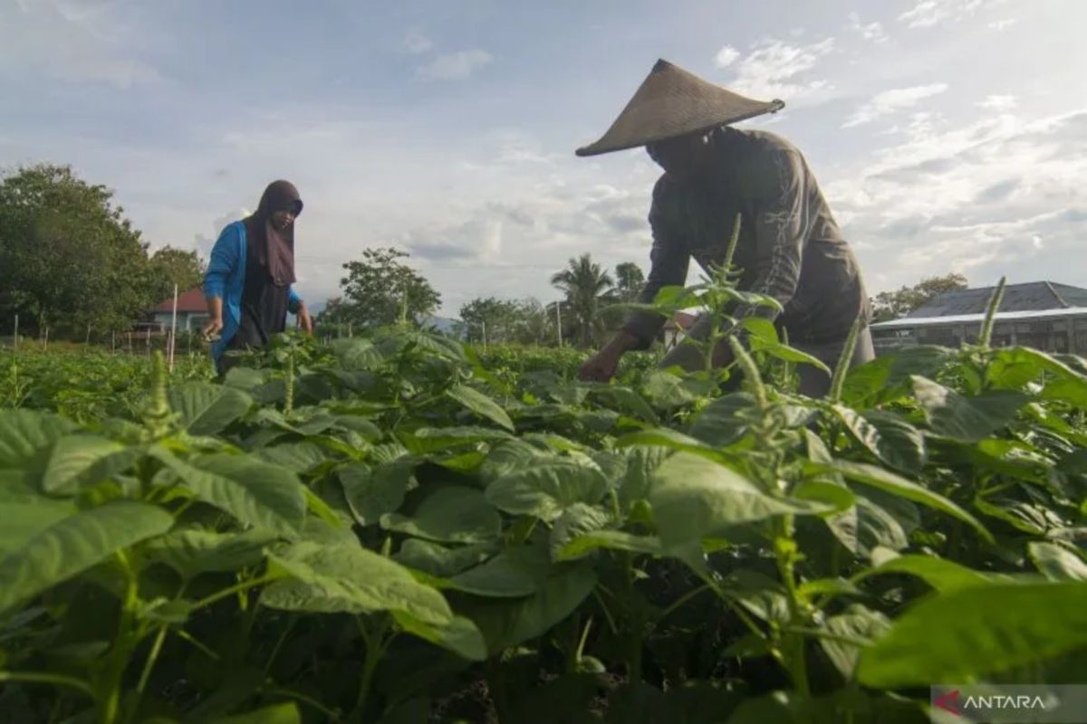 Daftar tunggu transmigran di DIY mencapai 300 kepala keluarga