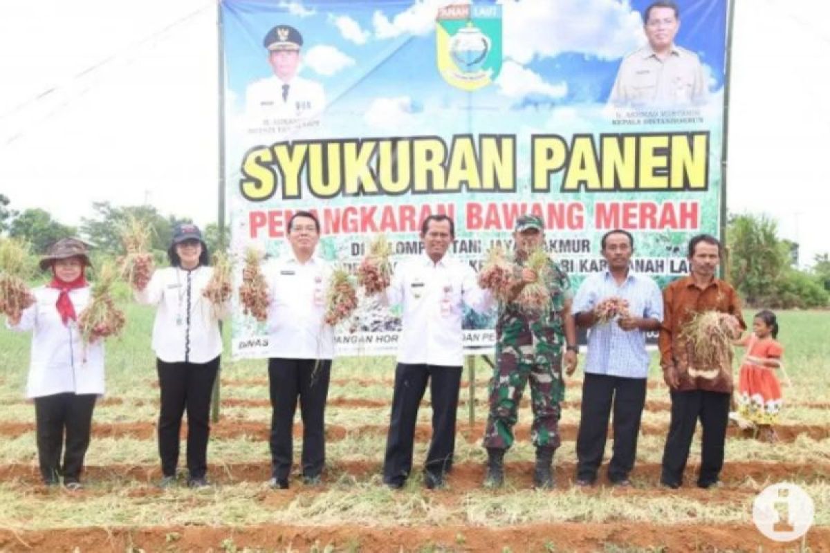 Tanah Laut's shallot production reaches 11 tons in 2023