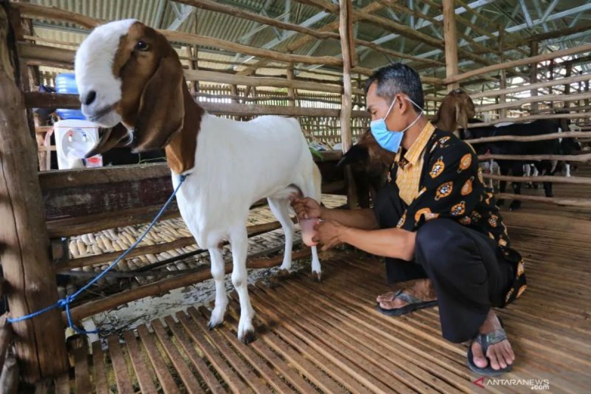 Akademisi UGM: Kambing perah potensial penuhi kebutuhan susu nasional yang capai 11 ton per hari