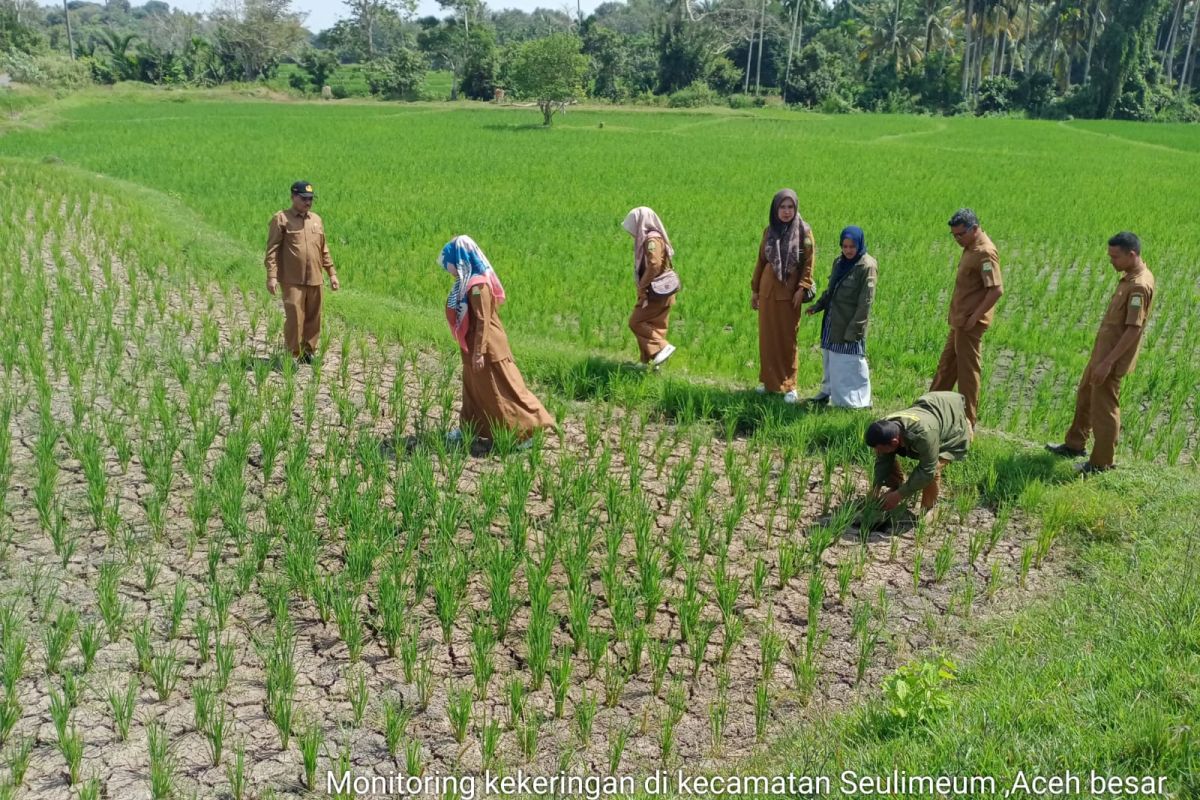 Distan: Seluas 1.311 hektare tanaman padi di Aceh Besar kekeringan